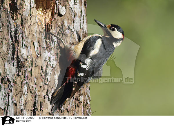 Buntspecht / Great spotted Woodpecker / FF-09909