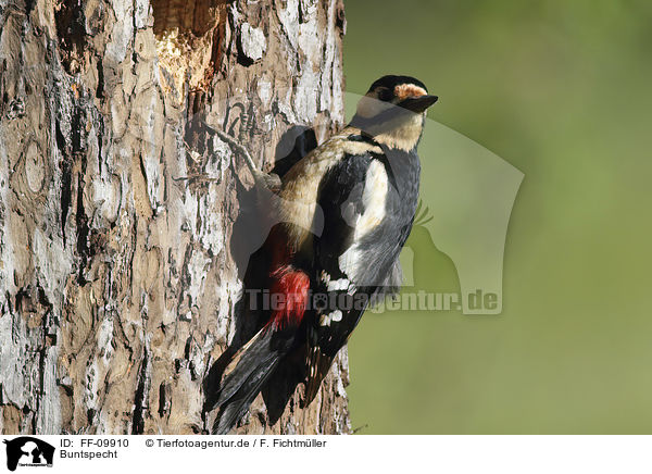 Buntspecht / Great spotted Woodpecker / FF-09910
