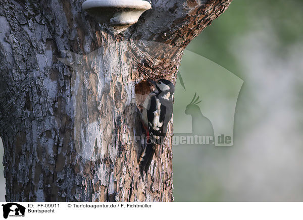 Buntspecht / Great spotted Woodpecker / FF-09911