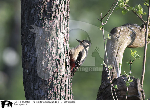 Buntspecht / Great spotted Woodpecker / FF-09913