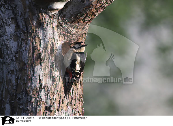 Buntspecht / Great spotted Woodpecker / FF-09917