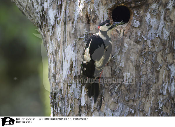Buntspecht / Great spotted Woodpecker / FF-09919