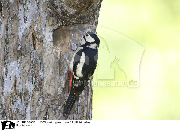 Buntspecht / Great spotted Woodpecker / FF-09922