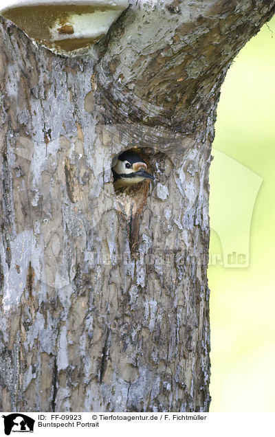 Buntspecht Portrait / Great spotted Woodpecker portrait / FF-09923