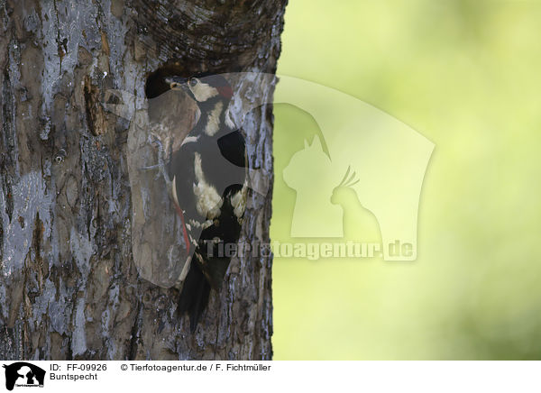 Buntspecht / Great spotted Woodpecker / FF-09926