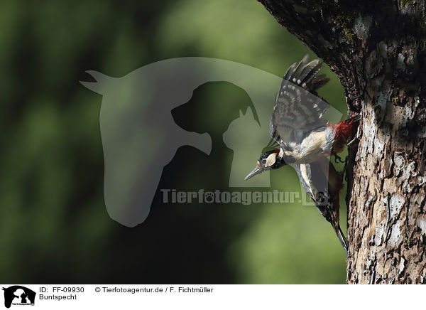 Buntspecht / Great spotted Woodpecker / FF-09930