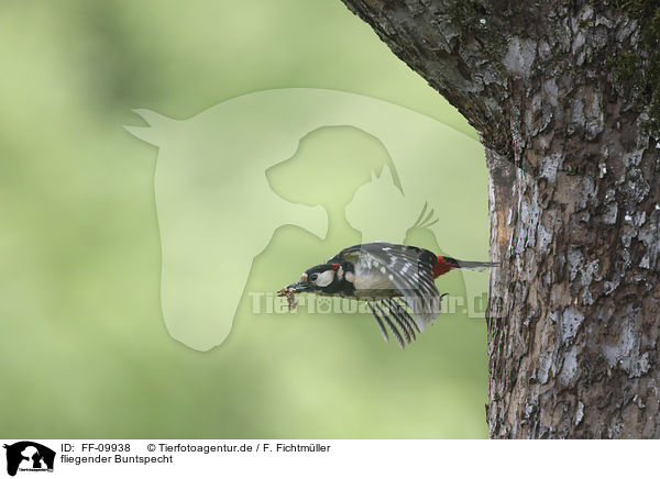 fliegender Buntspecht / flying Great spotted Woodpecker / FF-09938