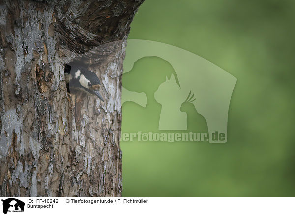 Buntspecht / great spotted woodpecker / FF-10242