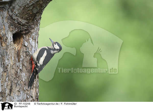 Buntspecht / great spotted woodpecker / FF-10248