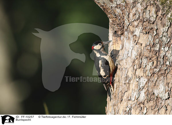 Buntspecht / great spotted woodpecker / FF-10257