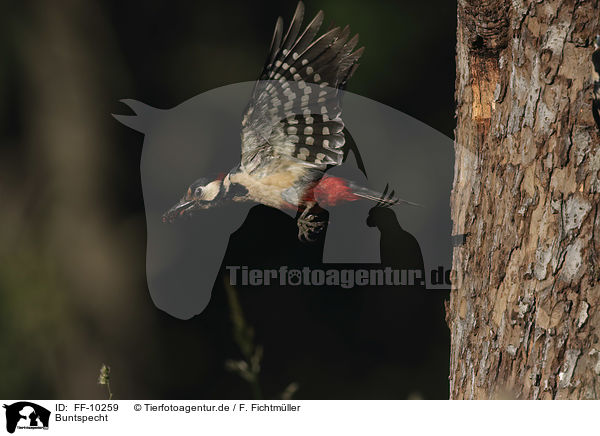 Buntspecht / great spotted woodpecker / FF-10259