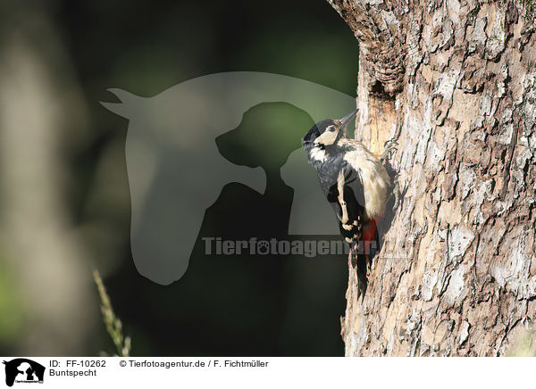 Buntspecht / great spotted woodpecker / FF-10262