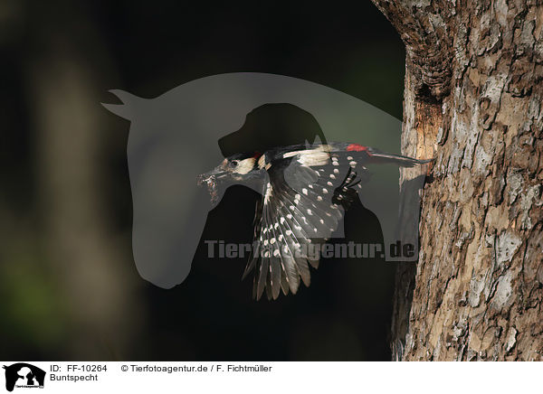 Buntspecht / great spotted woodpecker / FF-10264