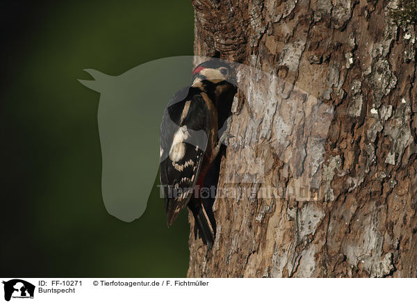 Buntspecht / great spotted woodpecker / FF-10271