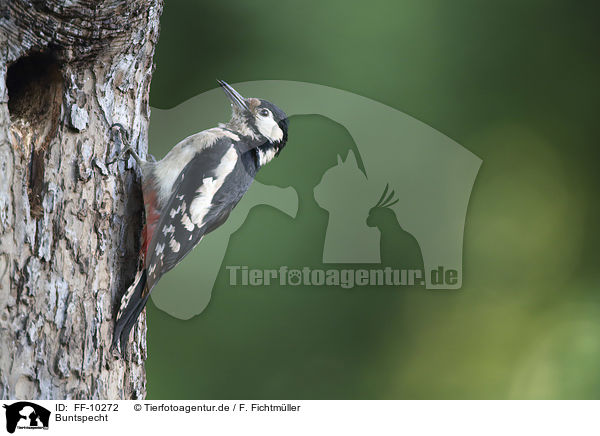 Buntspecht / great spotted woodpecker / FF-10272