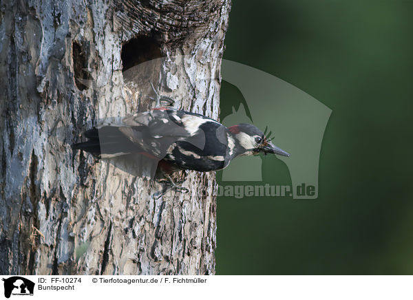 Buntspecht / great spotted woodpecker / FF-10274