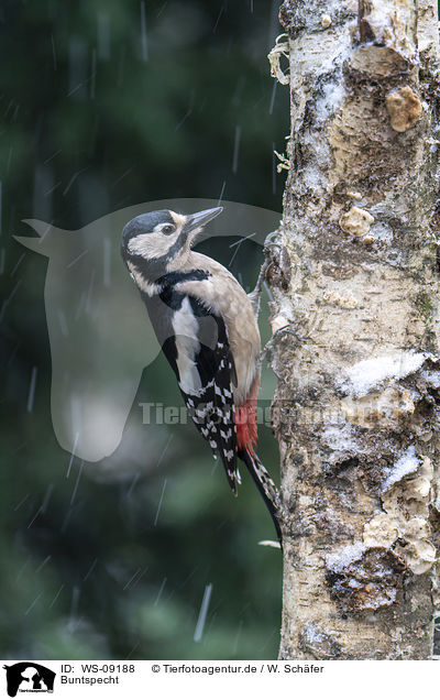 Buntspecht / great spotted woodpecker / WS-09188