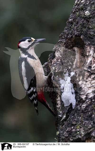 Buntspecht / great spotted woodpecker / WS-09197