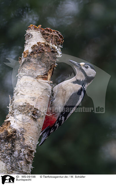 Buntspecht / great spotted woodpecker / WS-09198