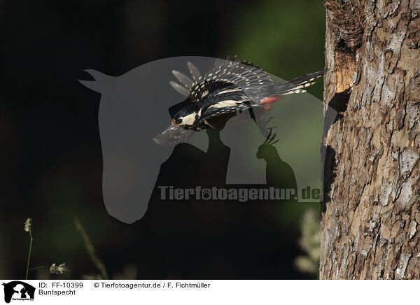 Buntspecht / great spotted woodpecker / FF-10399
