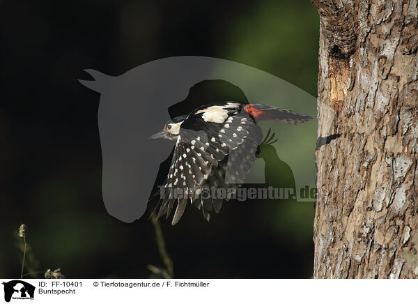Buntspecht / great spotted woodpecker / FF-10401