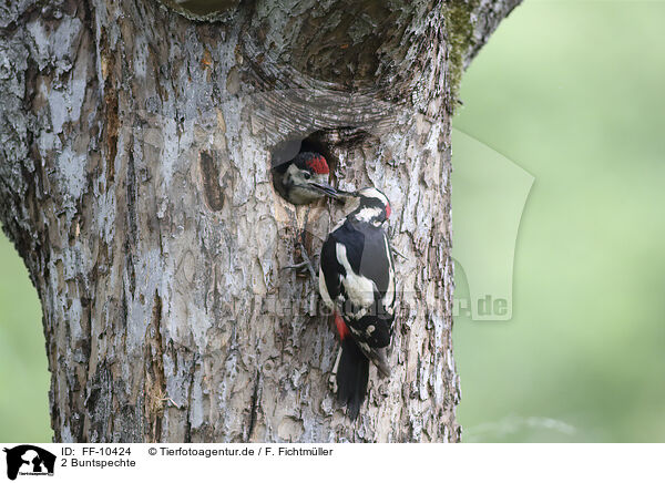 2 Buntspechte / 2 great spotted woodpeckers / FF-10424