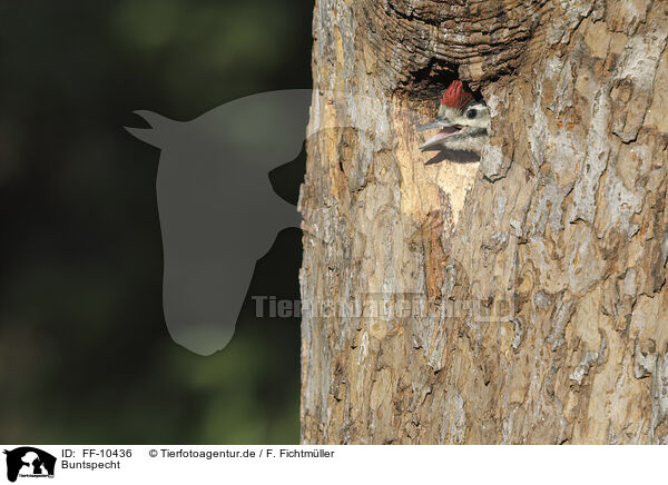 Buntspecht / great spotted woodpecker / FF-10436