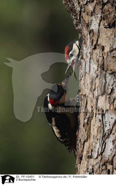 2 Buntspechte / 2 great spotted woodpeckers / FF-10451