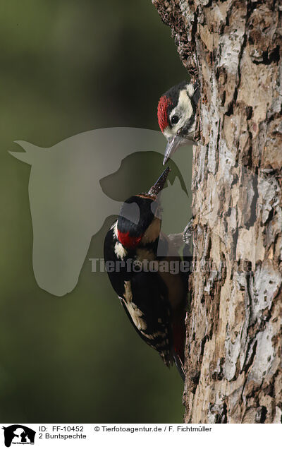 2 Buntspechte / 2 great spotted woodpeckers / FF-10452