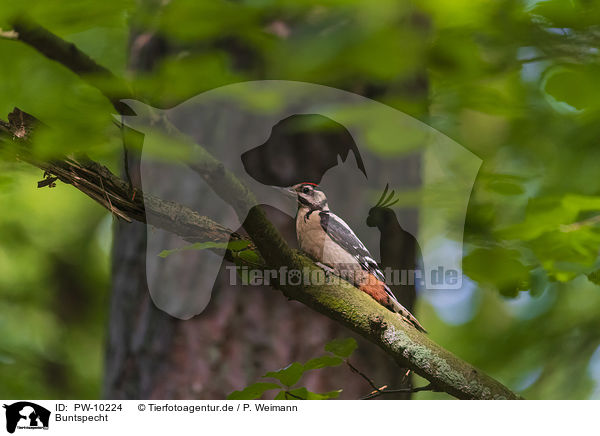 Buntspecht / great spotted woodpecker / PW-10224