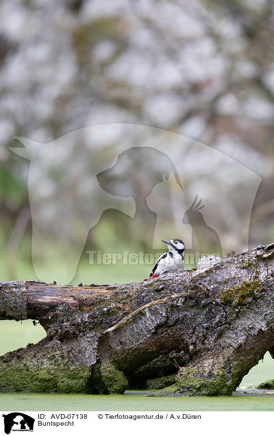 Buntspecht / great spotted woodpecker / AVD-07138