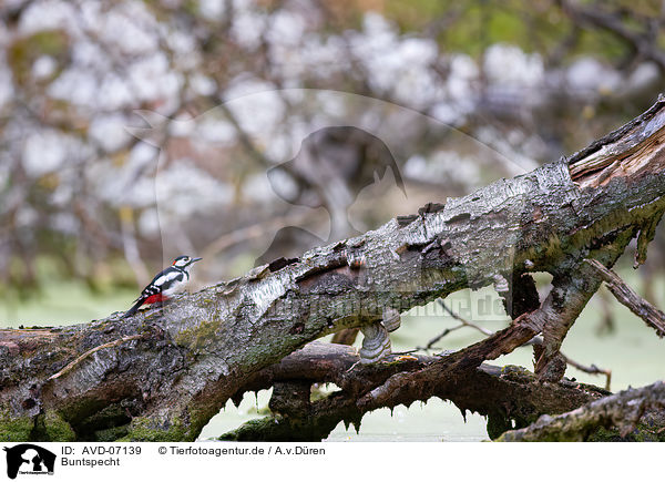 Buntspecht / great spotted woodpecker / AVD-07139