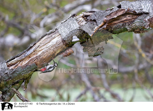 Buntspecht / great spotted woodpecker / AVD-07140