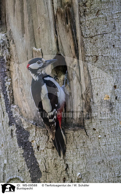Buntspecht / great spotted woodpecker / WS-09588