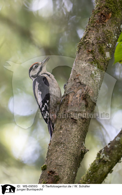 junger Buntspecht / young great spotted woodpecker / WS-09593