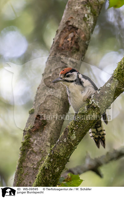 junger Buntspecht / young great spotted woodpecker / WS-09595