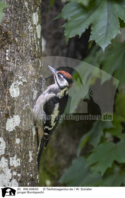 junger Buntspecht / young great spotted woodpecker / WS-09600