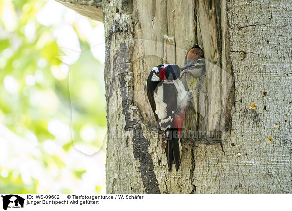 junger Buntspecht wird gefttert / young great spotted woodpecker is fed / WS-09602