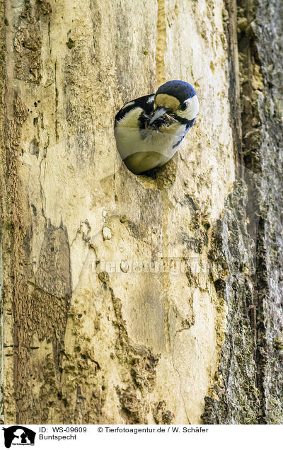 Buntspecht / great spotted woodpecker / WS-09609