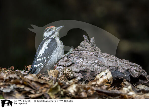 Buntspecht / great spotted woodpecker / WS-09768