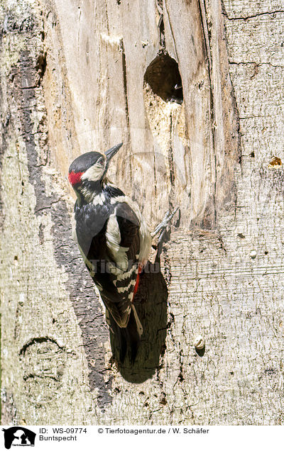Buntspecht / great spotted woodpecker / WS-09774