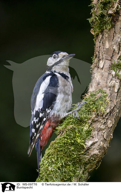 Buntspecht / great spotted woodpecker / WS-09776
