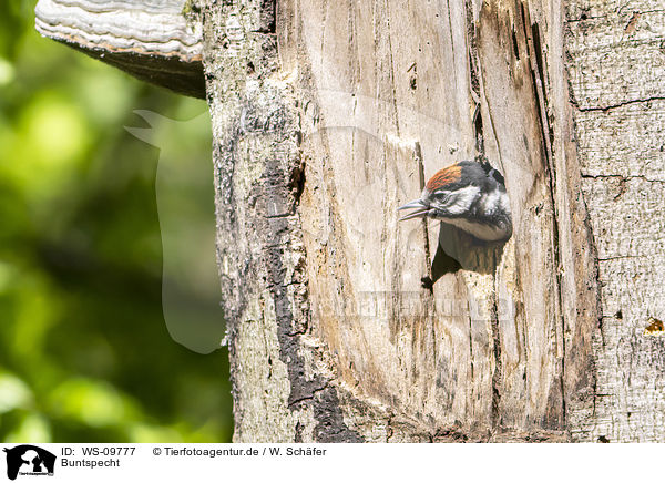 Buntspecht / great spotted woodpecker / WS-09777