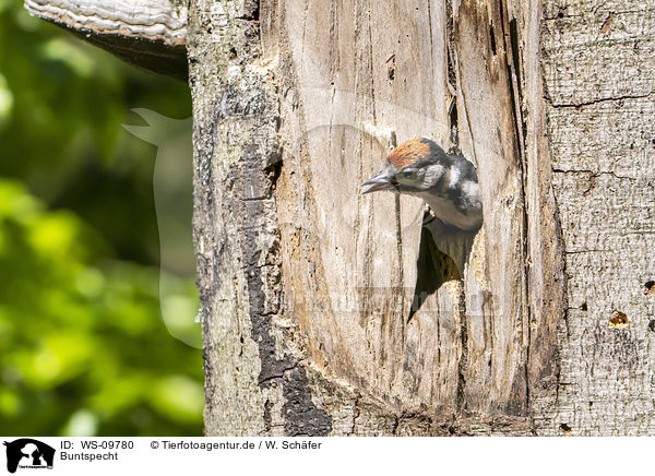 Buntspecht / great spotted woodpecker / WS-09780
