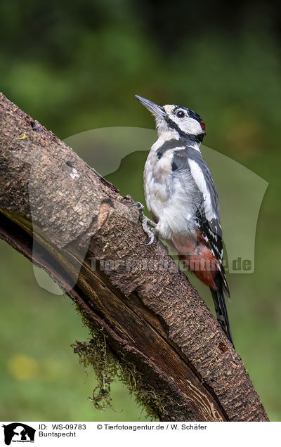 Buntspecht / great spotted woodpecker / WS-09783