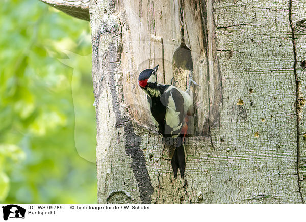 Buntspecht / great spotted woodpecker / WS-09789