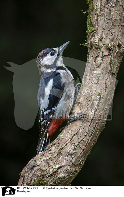 Buntspecht / great spotted woodpecker / WS-09791