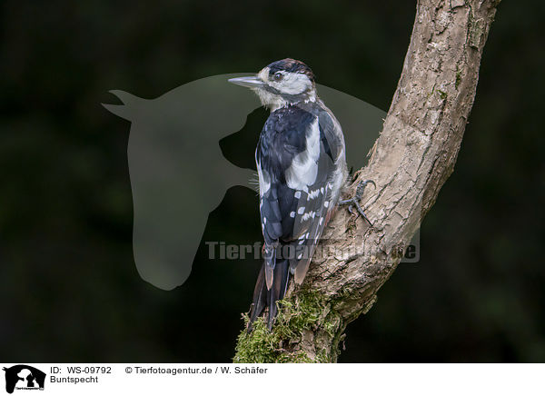 Buntspecht / great spotted woodpecker / WS-09792