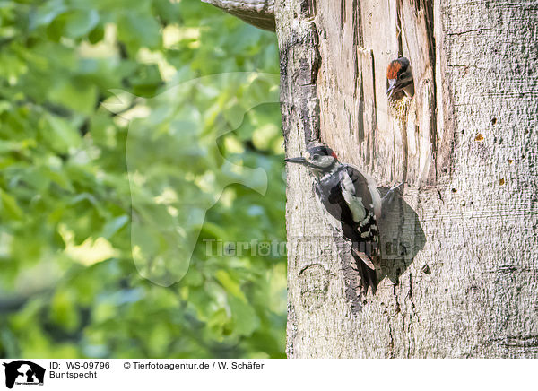 Buntspecht / great spotted woodpecker / WS-09796