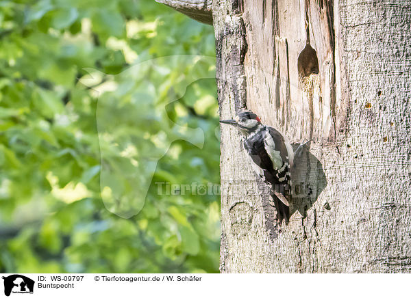 Buntspecht / great spotted woodpecker / WS-09797